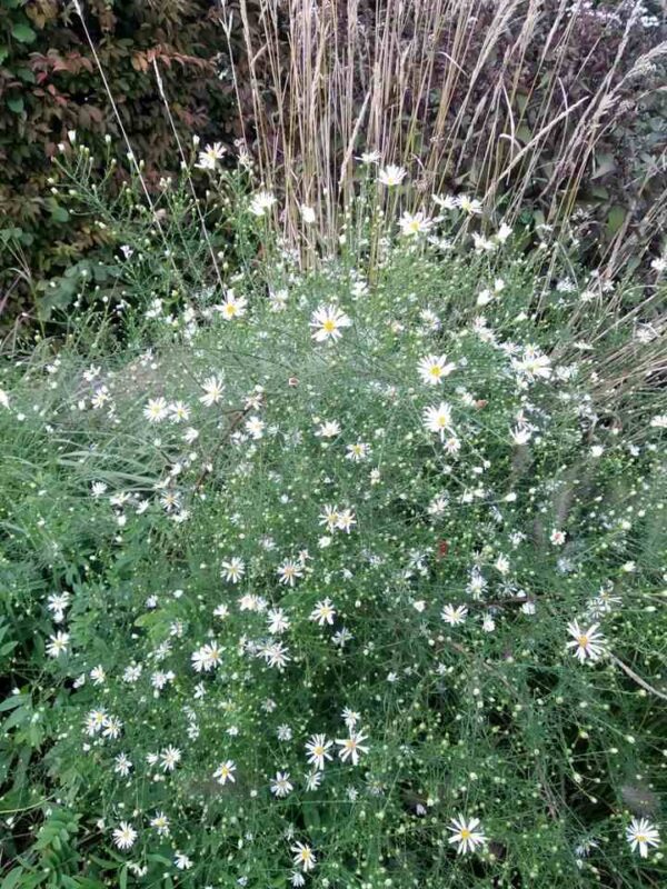 Aster pilosus demotus - Image 2
