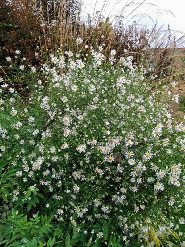 Aster pilosus demotus - Image 3