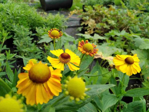 Helenium 'Zimbelstern' - Image 2