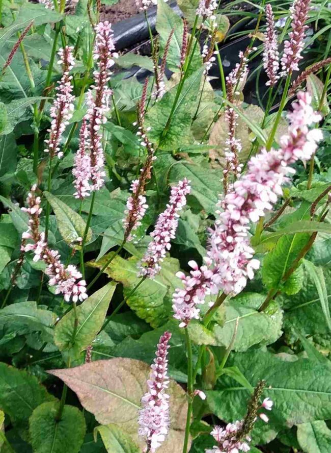 Persicaria amplexicaulis 'rosea'