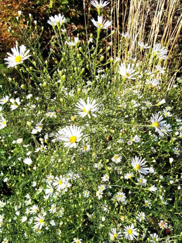 Aster pilosus demotus - Image 5