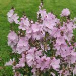 Sidalcea 'Elsie Heugh' Image