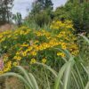 Helenium 'Riverton beauty'