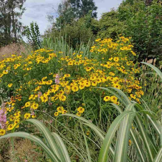 Helenium 'Riverton beauty'