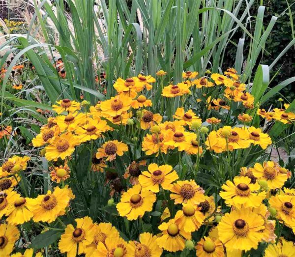 Helenium 'Zimbelstern'