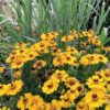 Helenium 'Zimbelstern'