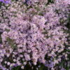 Aster ericoides 'Pink Cloud'