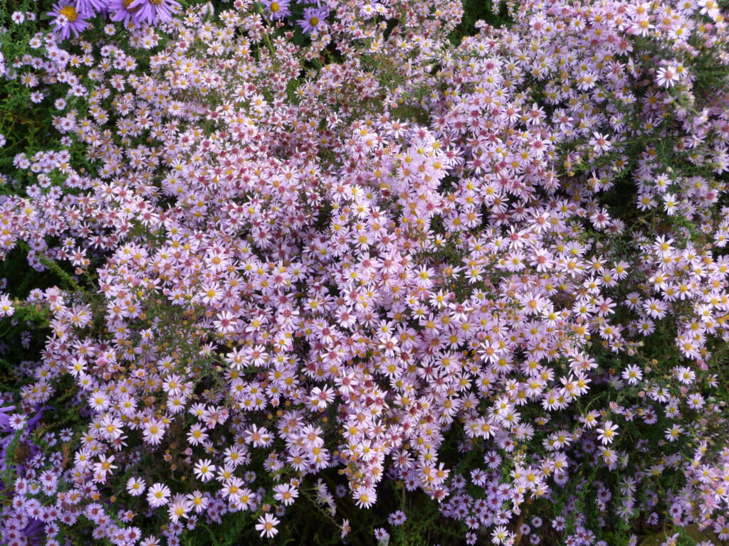 aster ericoides 'Pink Cloud' A cottage garden plant