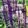 Salvia nemerosa 'Caradonna'