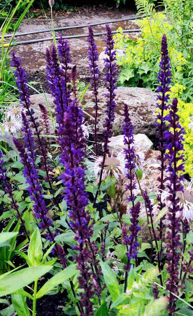 Salvia nemorosa ‘Caradonna’ – Deep Purple Spires with Dark Stems