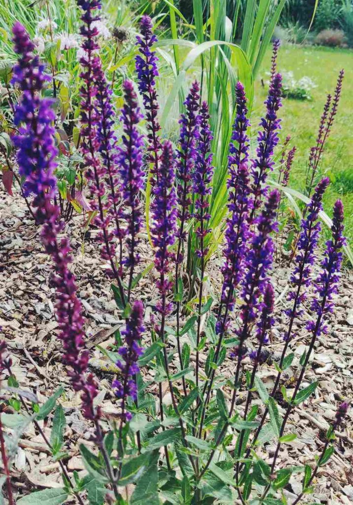 salvia-nemerosa-caradonna-a-beautiful-salvia