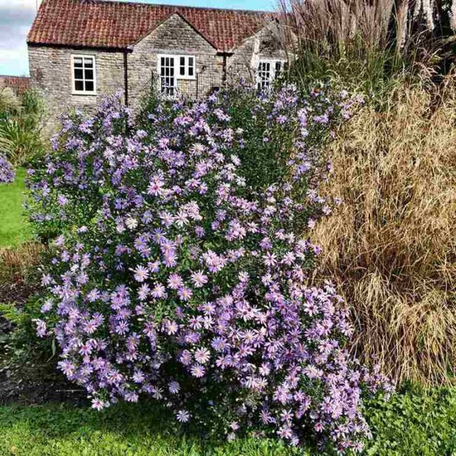 Symphyotrichum ‘Little Carlow’