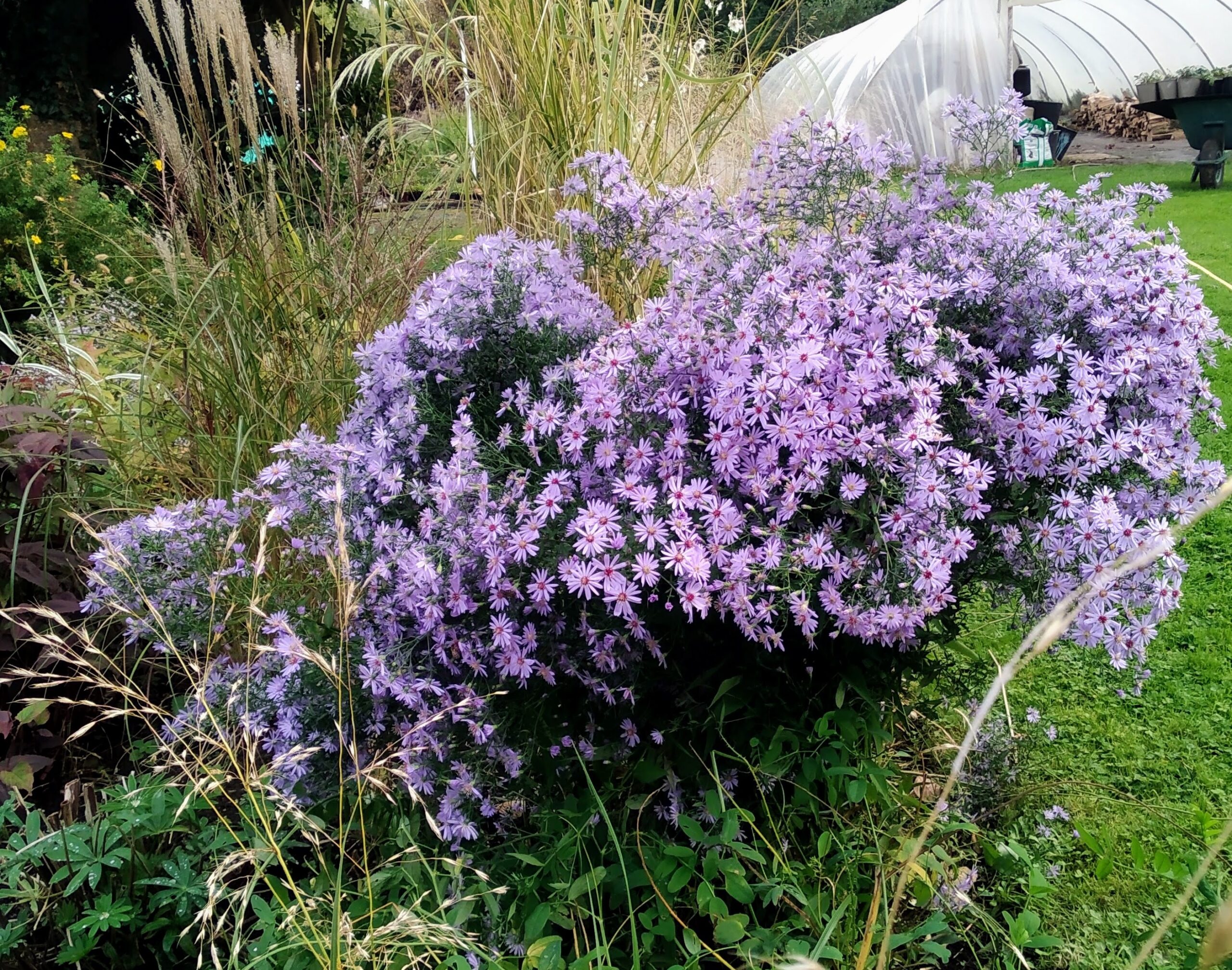 Symphyotrichum ‘Little Carlow’ - Image 4
