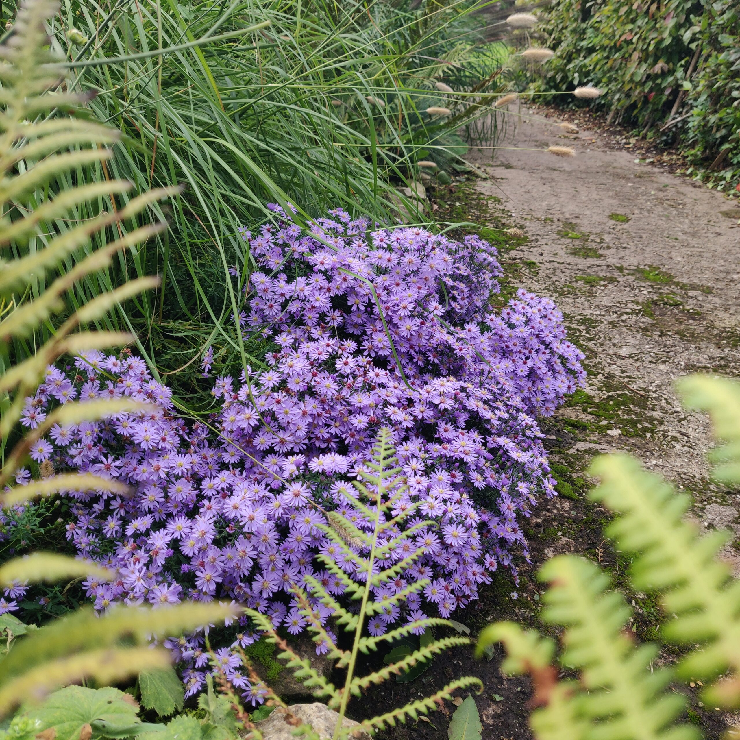 Symphyotrichum ‘Little Carlow’ - Image 3