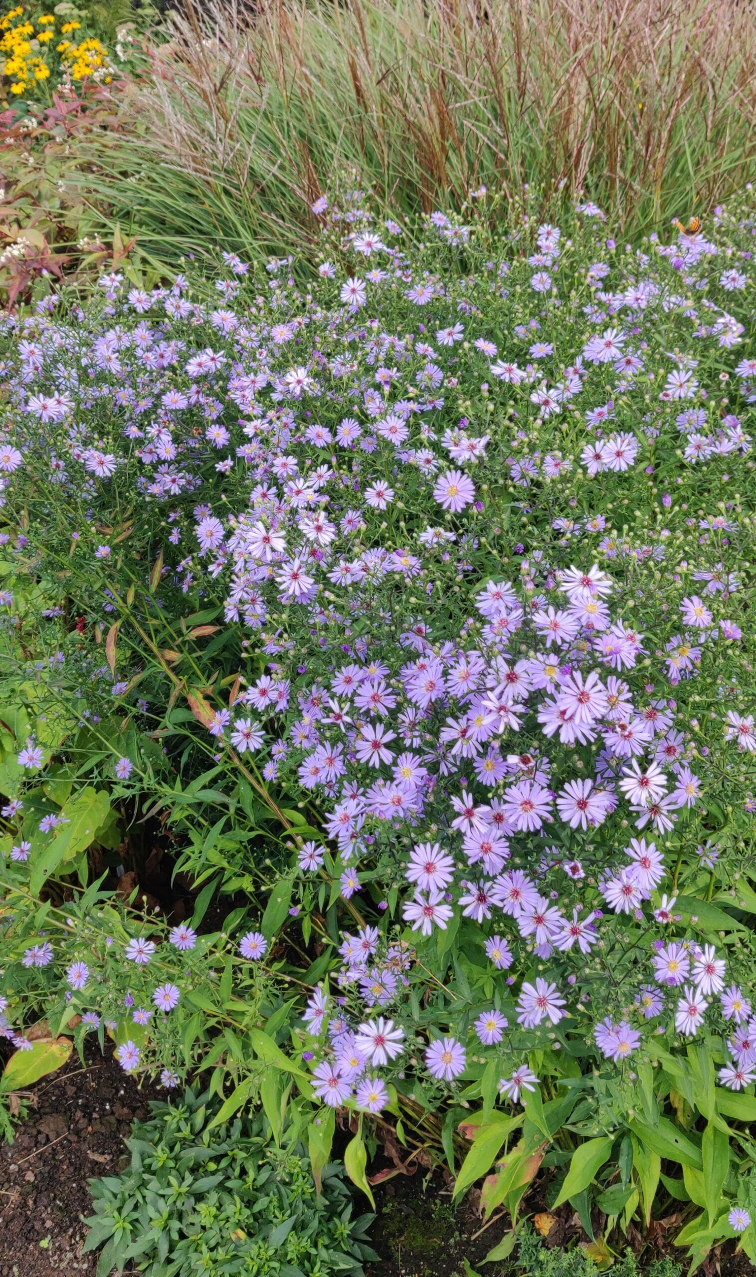 Symphyotrichum ‘Little Carlow’ - Image 2