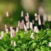 Persicaria Bistorta 'Superba'