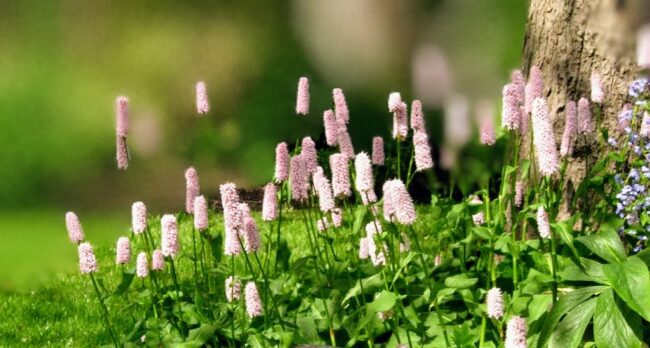 Persicaria Bistorta 'Superba'
