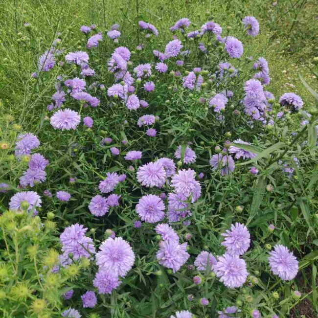 garden plant flowering