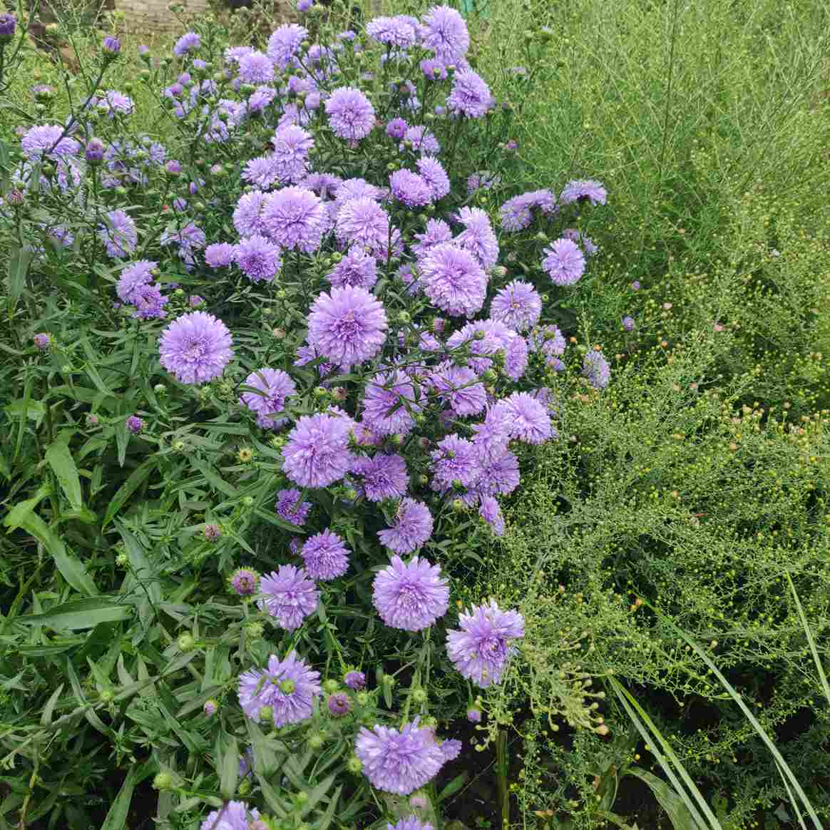Aster novi-belgii 'Marie Ballard' - Image 3