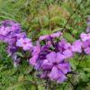 Phlox paniculata ‘Blue Paradise’ – Deep Blue Summer Phlox