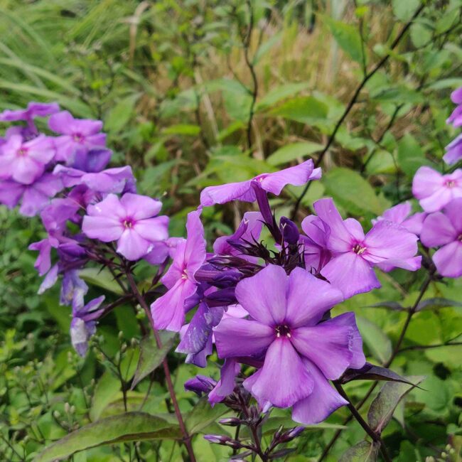 Phlox paniculata ‘Blue Paradise’ – Deep Blue Summer Phlox