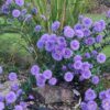 Aster novi-belgii 'Marie Ballard'