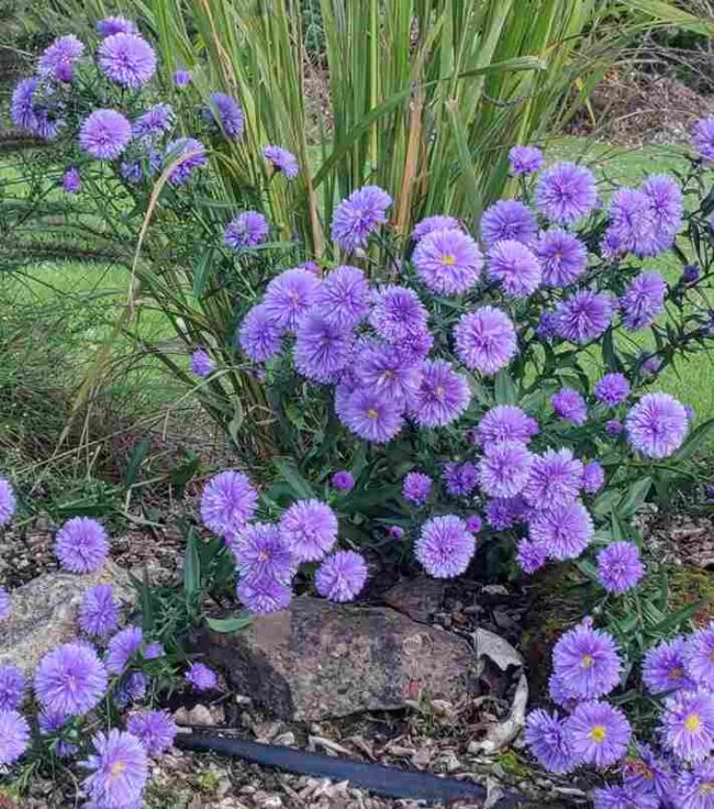 Aster novi-belgii 'Marie Ballard'