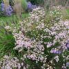 Aster ericoides ‘Pink Cloud’