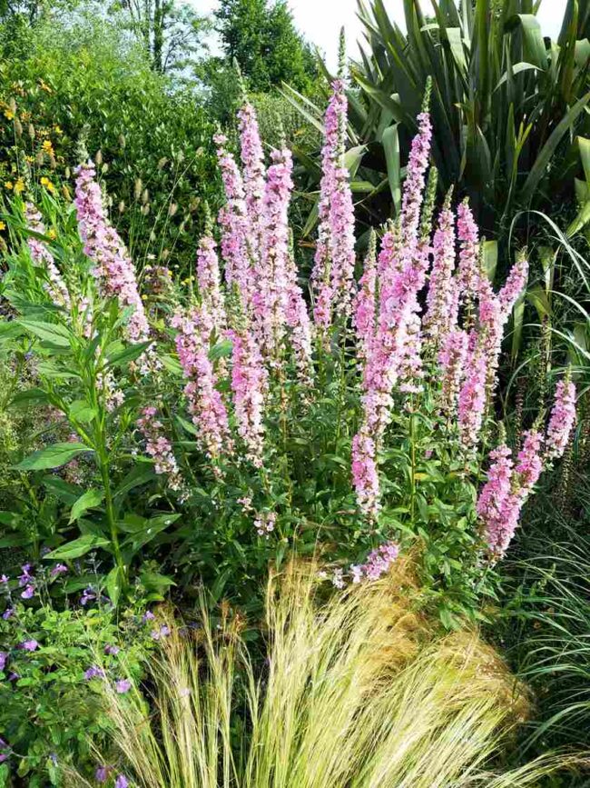Lythrum salicaria 'Blush'