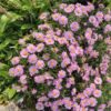 Symphyotrichum ‘Fellowship’ – Soft Pink Autumn Aster