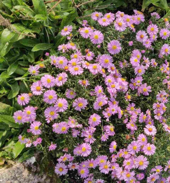 Symphyotrichum ‘Fellowship’ – Soft Pink Autumn Aster