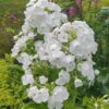 Phlox paniculata 'David'