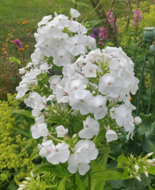 Phlox paniculata 'David'