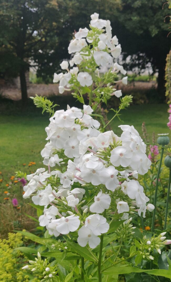 Phlox paniculata 'David'