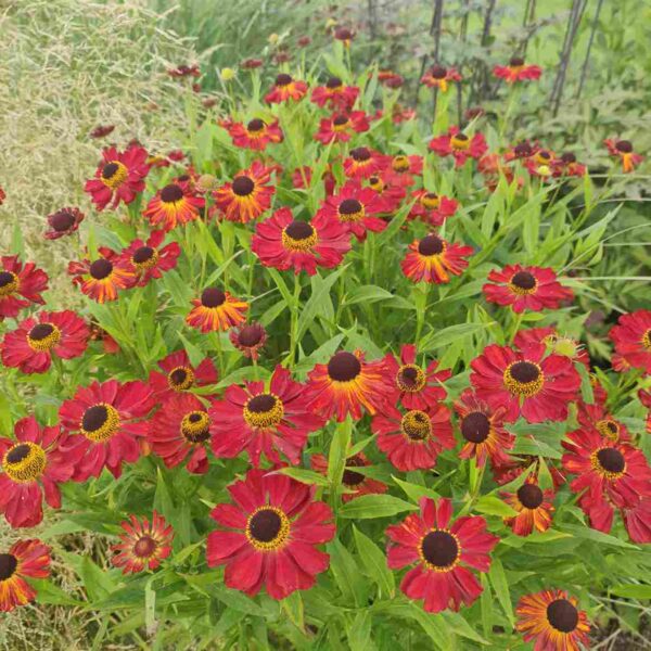 Helenium 'Rubinzwerg' - Image 2