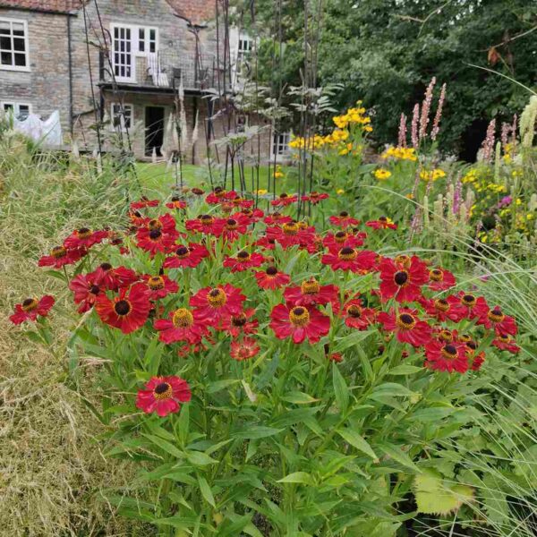 Helenium 'Rubinzwerg' - Image 3