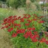 Helenium 'Rubinzwerg'