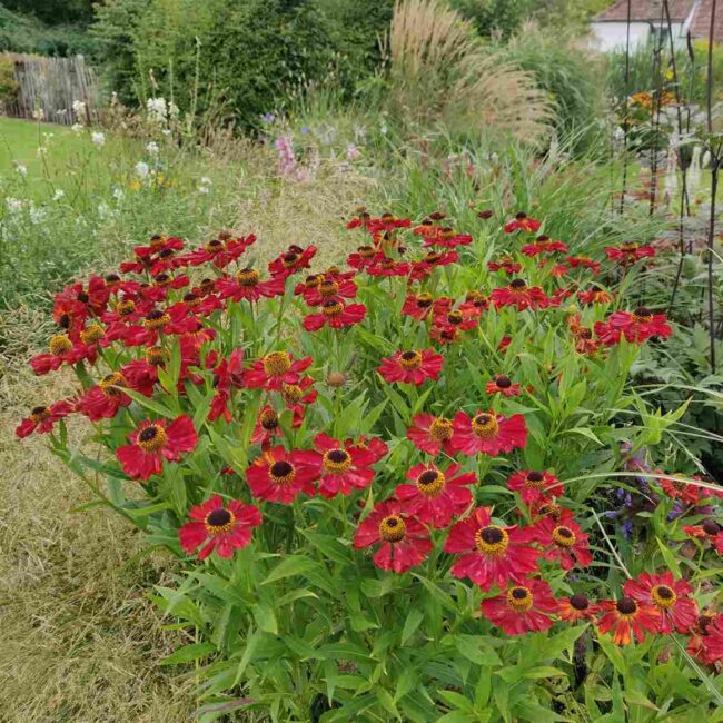 Helenium 'Rubinzwerg'