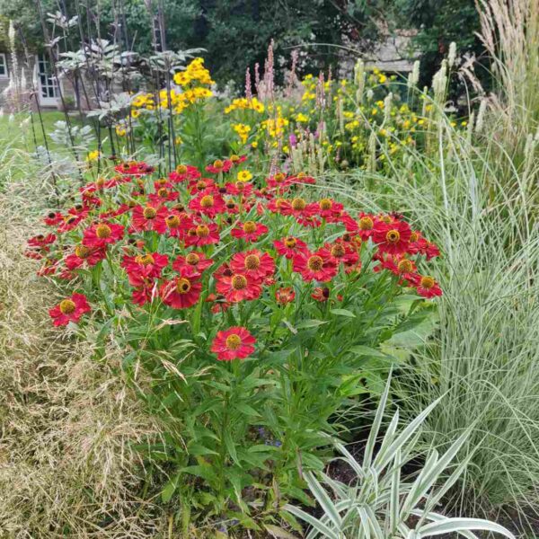 Helenium 'Rubinzwerg' - Image 4