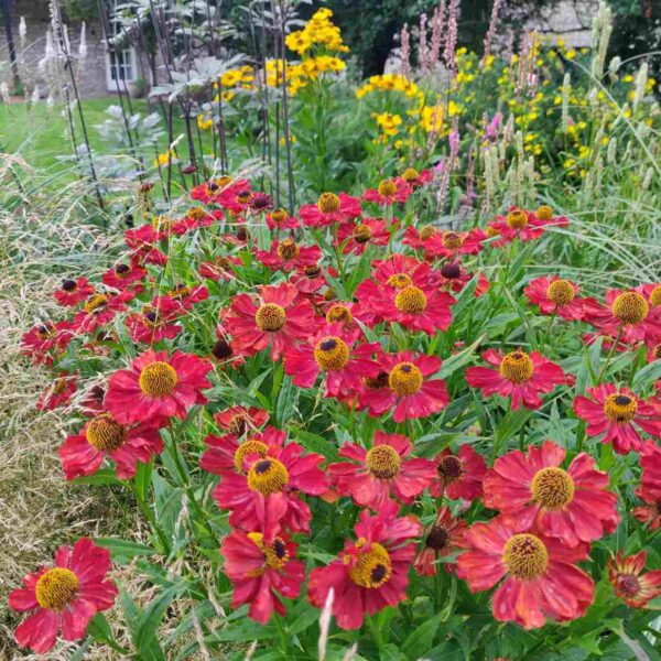 Helenium 'Rubinzwerg' - Image 5