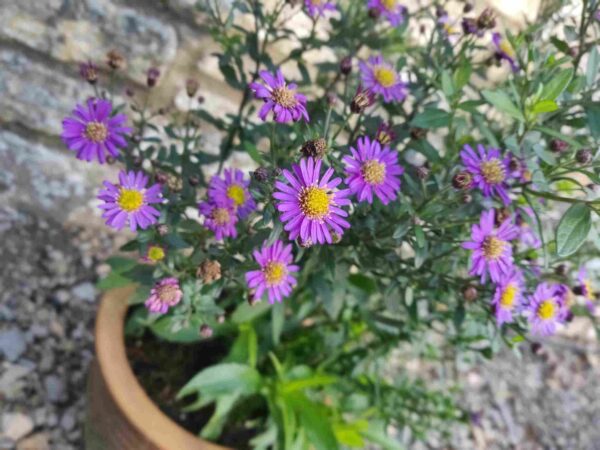 Aster ageratoides 'Ezo Murasaki' - Image 3
