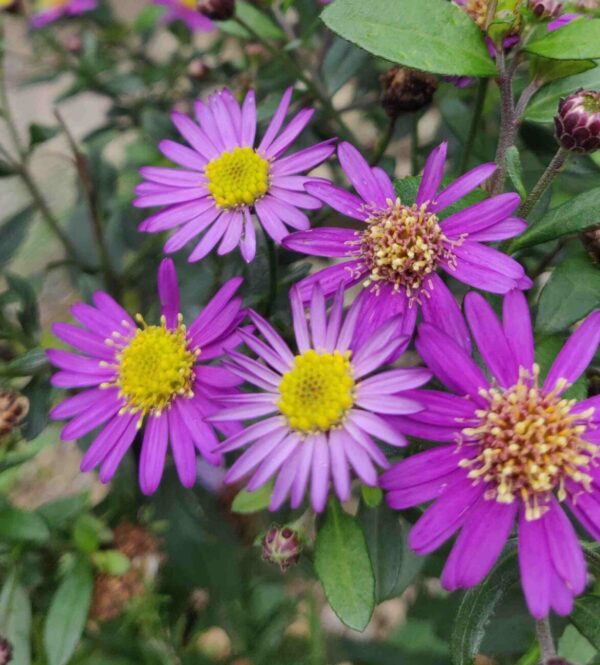 Aster ageratoides 'Ezo Murasaki' - Image 2