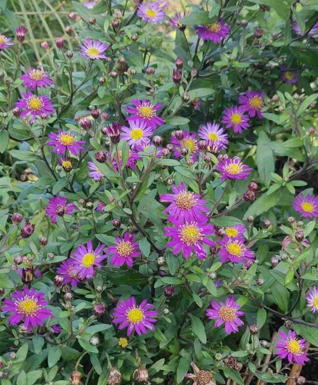 Aster ageratoides ‘Ezo Murasaki’ – Compact Late Colour