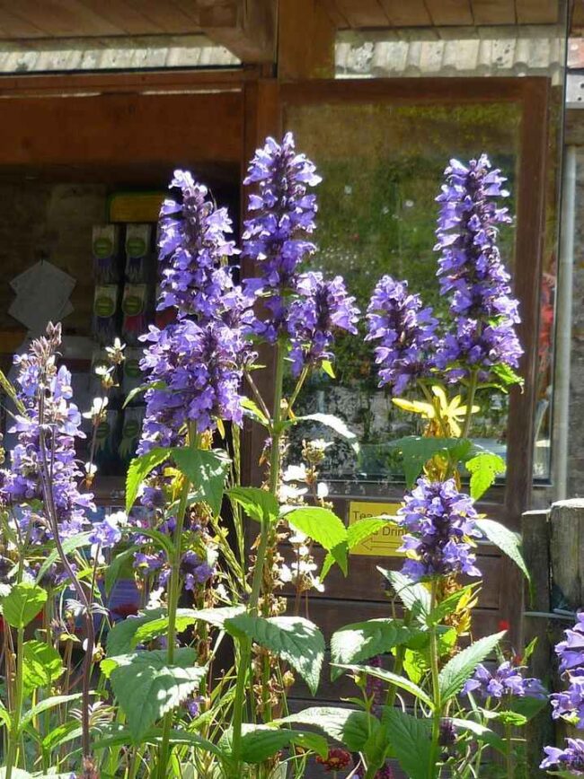 Nepeta cyanea