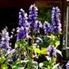 Nepeta cyanea