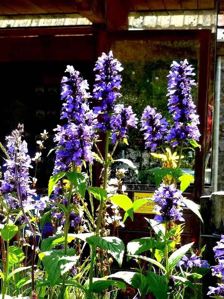 Nepeta cyanea