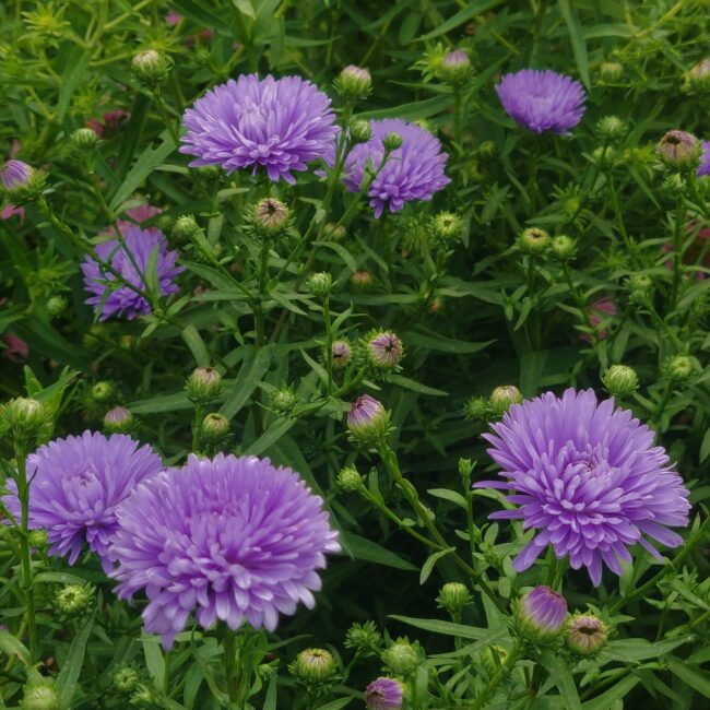 Symphyotrichum ‘Marie Ballard’ | Lavender Autumn Aster