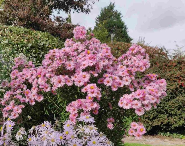 Symphyotrichum ' harrington's pink'