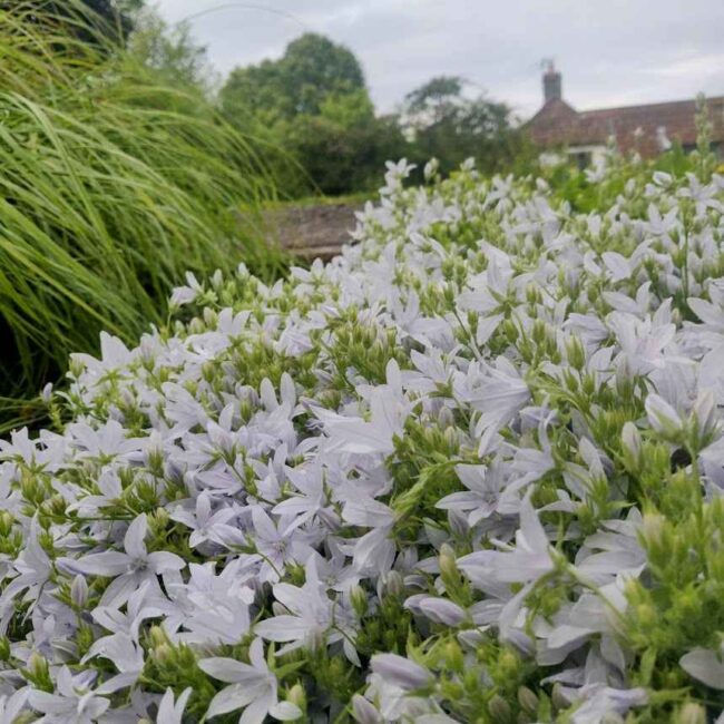 Campanula ‘E. H. Frost’ – Pure White Bellflower