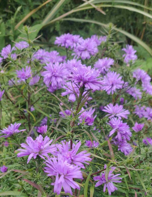 Aster 'Lady in Blue'